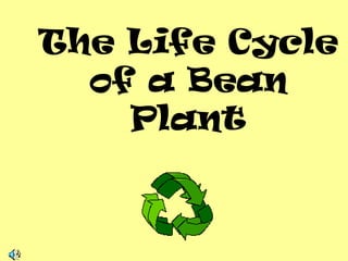 The Life Cycle
of a Bean
Plant
 