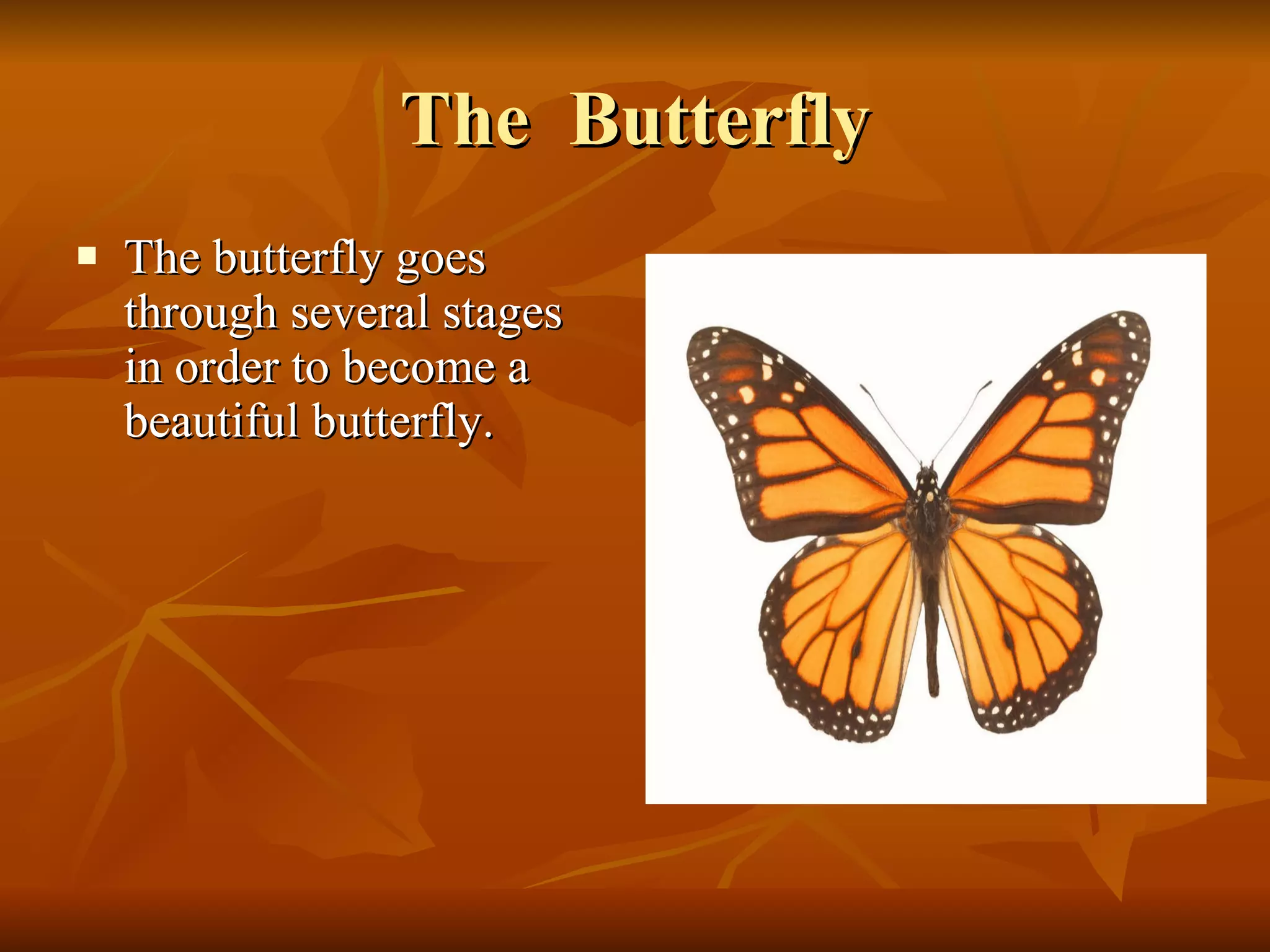 The Butterfly The butterfly goes through several stages in order to become a beautiful butterfly.
