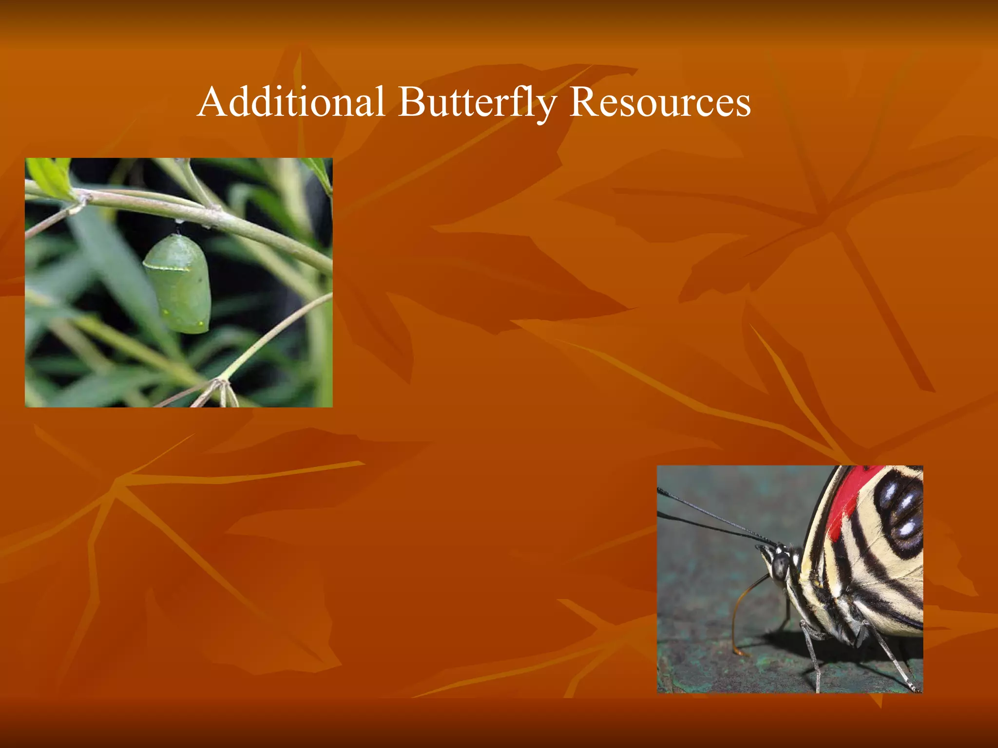 Additional Butterfly Resources