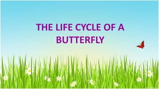 THE LIFE CYCLE OF A
BUTTERFLY
 