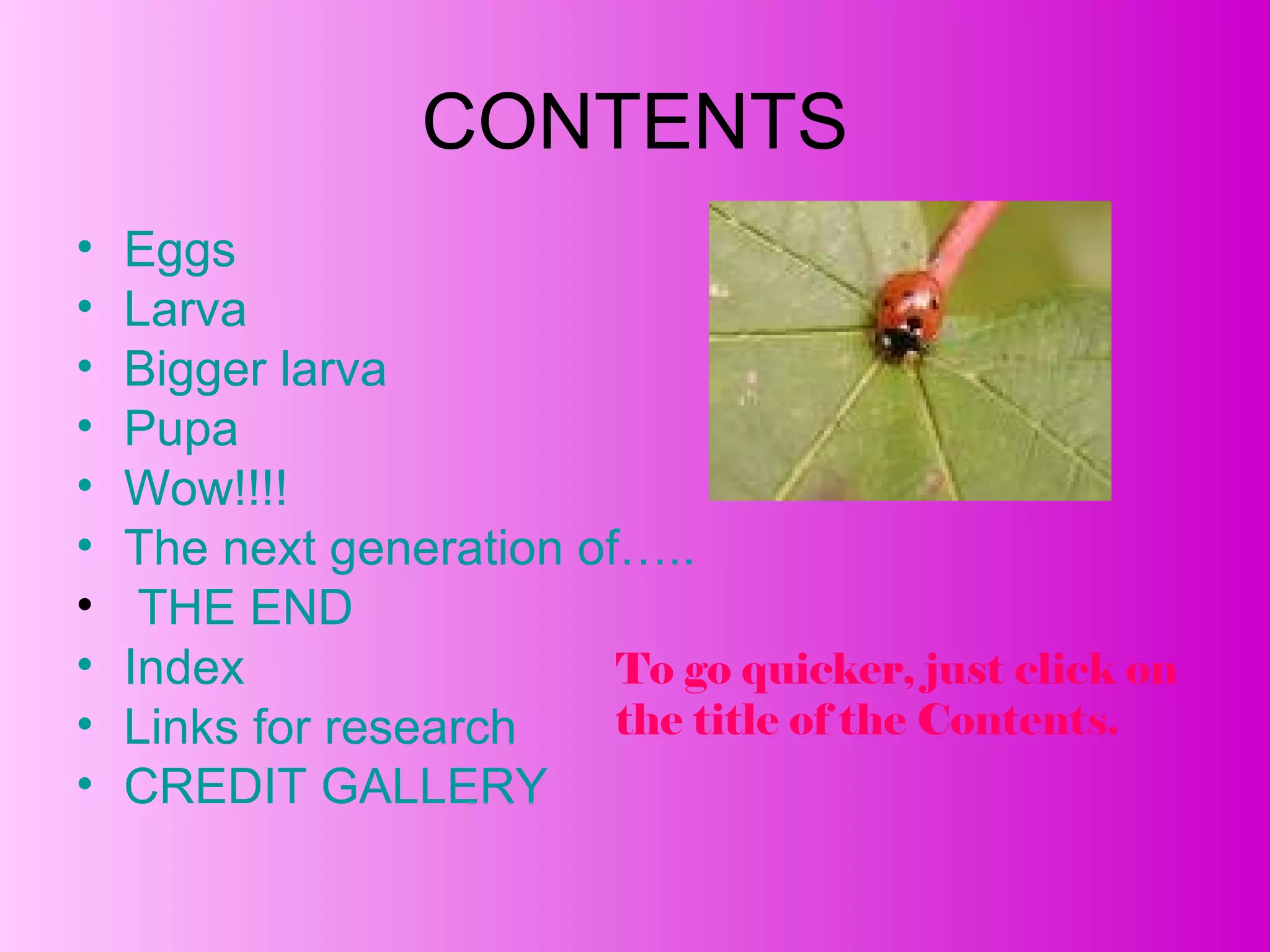The lifecycle of a ladybug | PPT image.