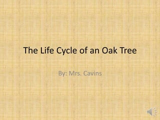 The Life Cycle of an Oak Tree

        By: Mrs. Cavins
 