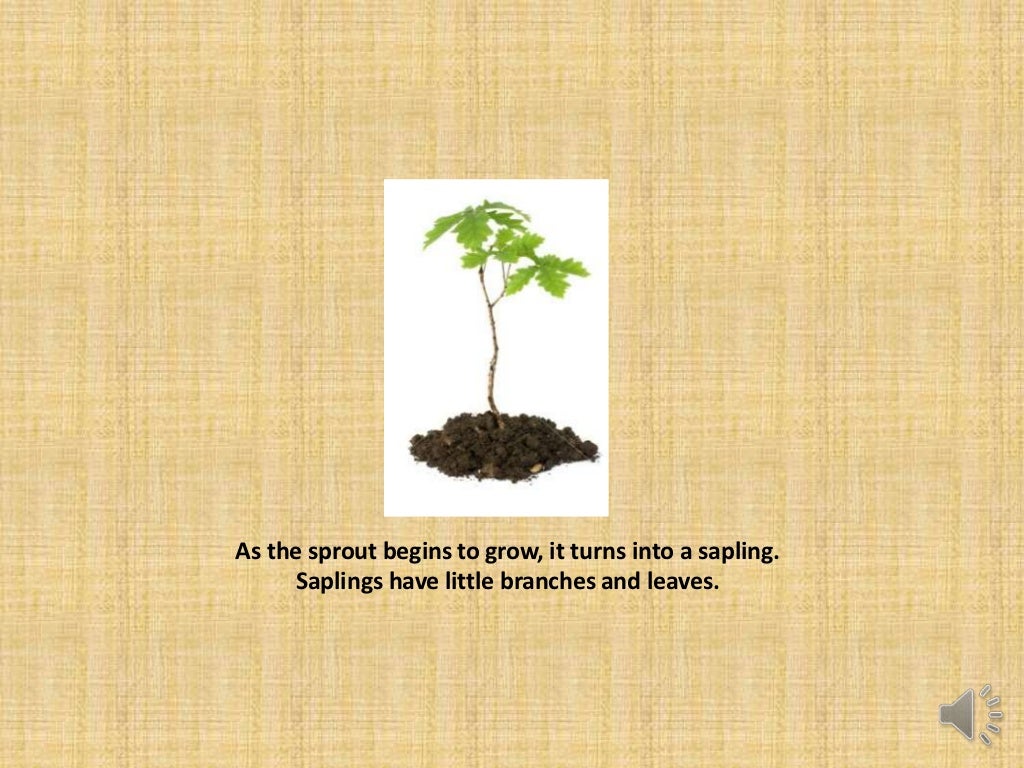 The life cycle of an oak tree