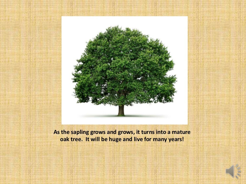 The life cycle of an oak tree