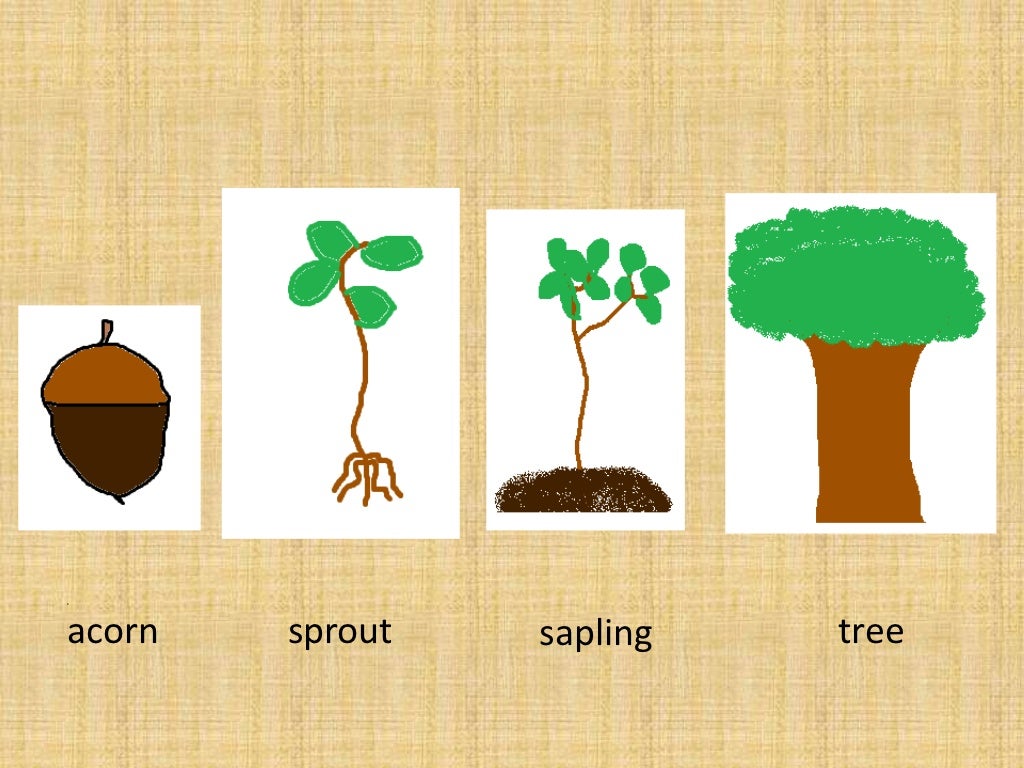 Oak Tree Life Cycle Fun Fall Nature Activity For Kids - vrogue.co