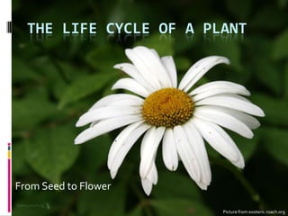 The Life Cycle of a Plant From Seed to Flower Picture from exoteric.roach.org 