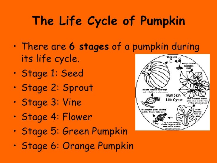 The Life Cycle of a Pumpkin