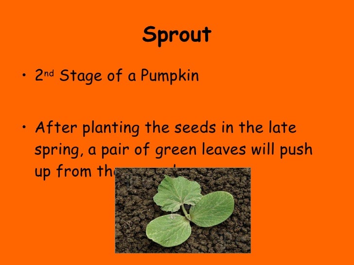 The Life Cycle of a Pumpkin