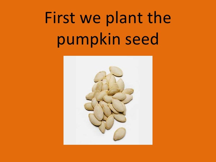 life cycle of a pumpkin