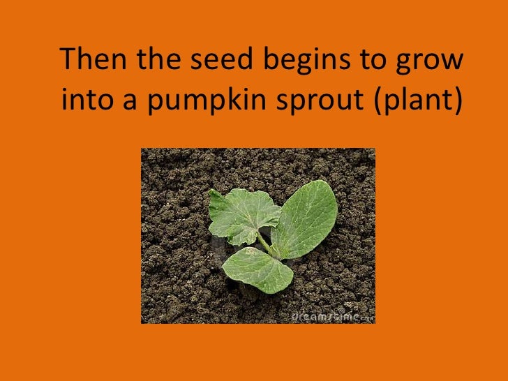 The life cycle of a pumpkin