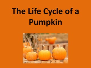 The Life Cycle of a
    Pumpkin
 