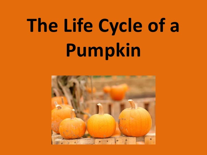 The Life Cycle Of A Pumpkin