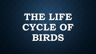 THE LIFE
CYCLE OF
BIRDS
 