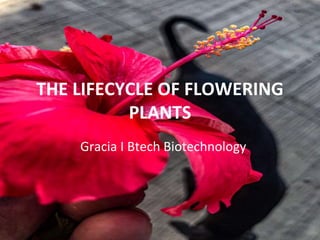 THE LIFECYCLE OF FLOWERING
PLANTS
Gracia I Btech Biotechnology
 