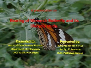 A presentation on
Presented by:
Suraj Poudel(Roll no.60)
Bsc Ag, 6th Semester
IAAS, Paklihawa Campus
Presented to:
Asst.Prof Shiva Shankar Bhattarai
Department of Entomology
IAAS, Paklihawa Campus
Rearing of Monarch Butterfly and its
lifecycle study.
 