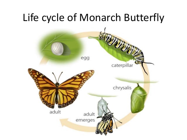 A presentation on lifecycle and rearing of monarch butterfly.
