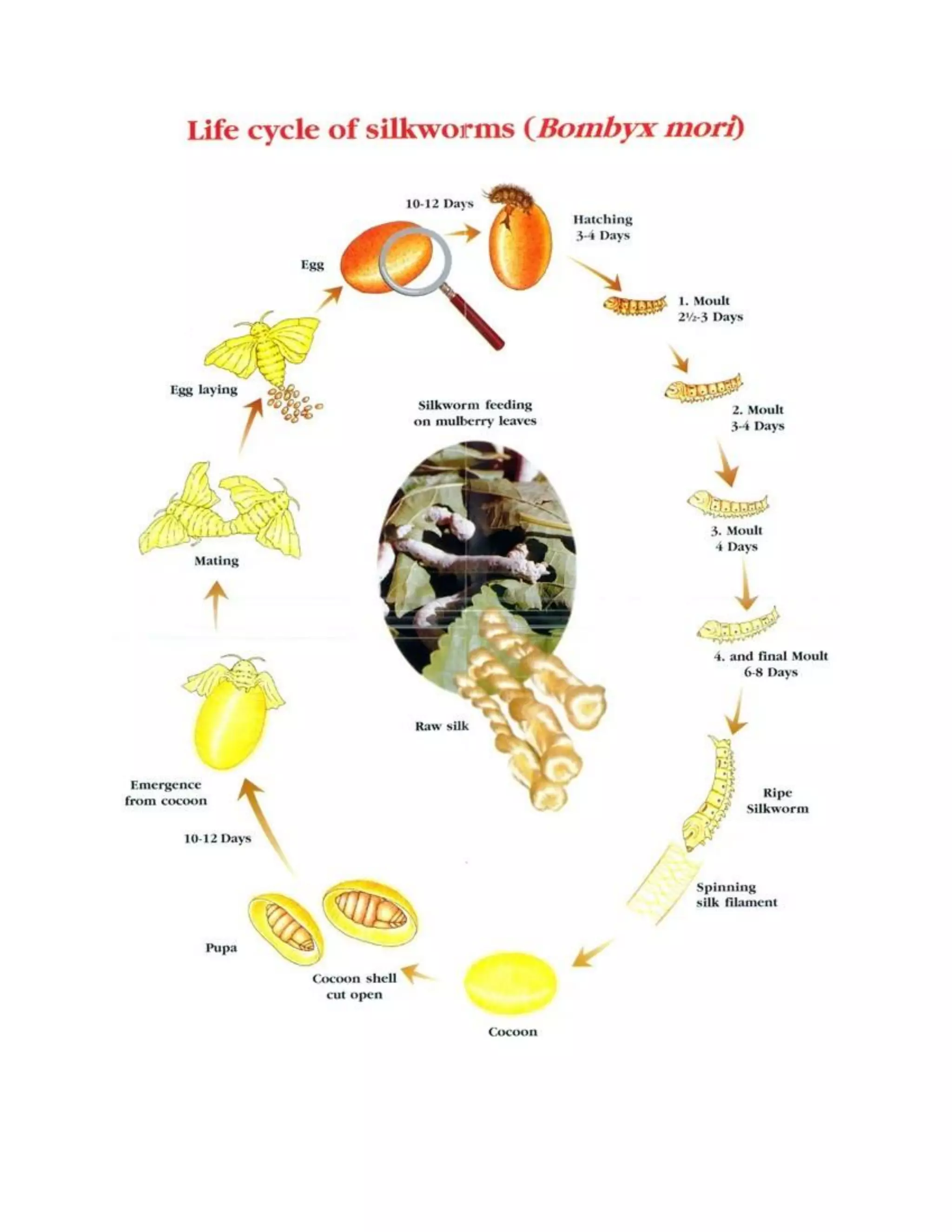The Life Cycle of Mulberry Silkworm | PDF