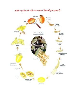 The Life Cycle of Mulberry Silkworm | PDF