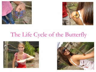 The Life Cycle of the Butterfly
 