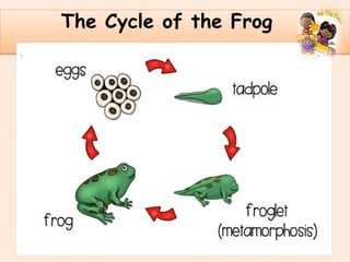 .
The Cycle of the Frog
 