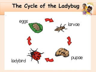 .
The Cycle of the Ladybug
 