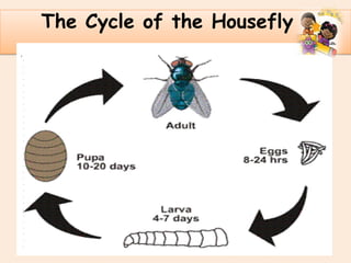 .
The Cycle of the Housefly
 