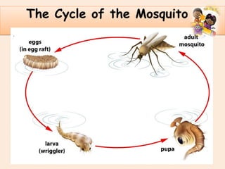.
The Cycle of the Mosquito
 