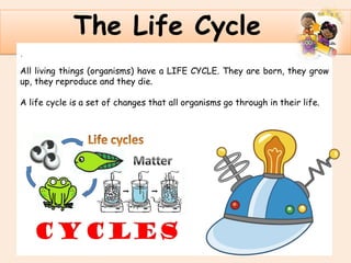 .
The Life Cycle
All living things (organisms) have a LIFE CYCLE. They are born, they grow
up, they reproduce and they die.
A life cycle is a set of changes that all organisms go through in their life.
 