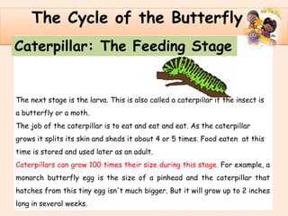 .
The Cycle of the Butterfly
The next stage is the larva. This is also called a caterpillar if the insect is
a butterfly or a moth.
The job of the caterpillar is to eat and eat and eat. As the caterpillar
grows it splits its skin and sheds it about 4 or 5 times. Food eaten at this
time is stored and used later as an adult.
Caterpillars can grow 100 times their size during this stage. For example, a
monarch butterfly egg is the size of a pinhead and the caterpillar that
hatches from this tiny egg isn't much bigger. But it will grow up to 2 inches
long in several weeks.
Caterpillar: The Feeding Stage
 