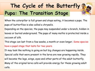 .
The Cycle of the Butterfly
Pupa: The Transition Stage
When the caterpillar is full grown and stops eating, it becomes a pupa. The
pupa of butterflies is also called a chrysalis.
Depending on the species, the pupa may suspended under a branch, hidden in
leaves or buried underground. The pupa of many moths is protected inside a
coccoon of silk.
This stage can last from a few weeks, a month or even longer. Some species
have a pupal stage that lasts for two years.
It may look like nothing is going on but big changes are happening inside.
Special cells that were present in the larva are now growing rapidly. They
will become the legs, wings, eyes and other parts of the adult butterfly.
Many of the original larva cells will provide energy for these growing adult
cells.
 