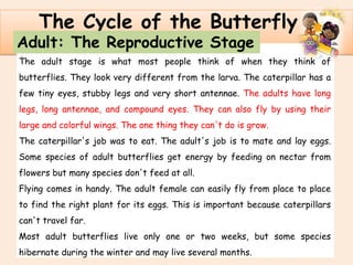 .
The Cycle of the Butterfly
Adult: The Reproductive Stage
The adult stage is what most people think of when they think of
butterflies. They look very different from the larva. The caterpillar has a
few tiny eyes, stubby legs and very short antennae. The adults have long
legs, long antennae, and compound eyes. They can also fly by using their
large and colorful wings. The one thing they can't do is grow.
The caterpillar's job was to eat. The adult's job is to mate and lay eggs.
Some species of adult butterflies get energy by feeding on nectar from
flowers but many species don't feed at all.
Flying comes in handy. The adult female can easily fly from place to place
to find the right plant for its eggs. This is important because caterpillars
can't travel far.
Most adult butterflies live only one or two weeks, but some species
hibernate during the winter and may live several months.
 