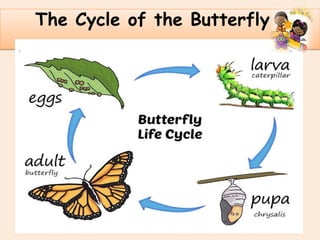 .
The Cycle of the Butterfly
 