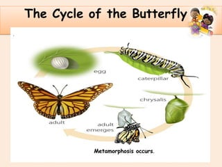 .
The Cycle of the Butterfly
Metamorphosis occurs.
 