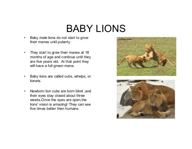 The Mighty Lion God S Creation