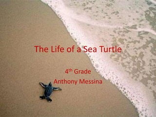 The Life of a Sea Turtle

        4th Grade
     Anthony Messina
 