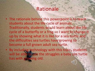 The life of a sea turtle | PPTX