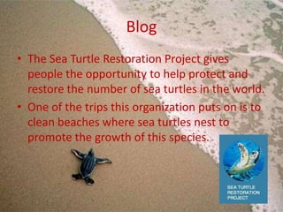 The life of a sea turtle | PPTX