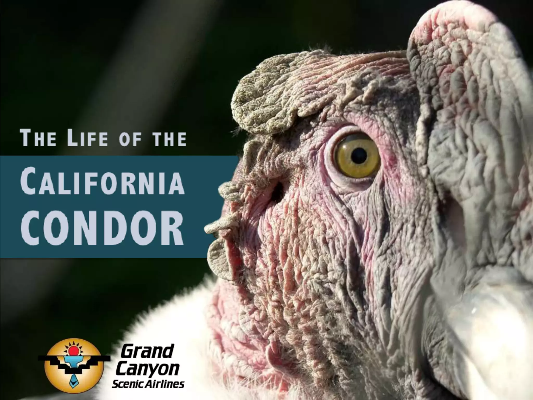 The life of the california condor | PPT
