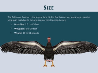 The life of the california condor Slide 5