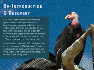 The life of the california condor Slide 9