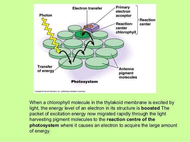 the light dependent reaction light absorbing molecules