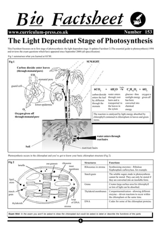 Bio Factsheet
1
Number 153
www.curriculum-press.co.uk
The Light Dependent Stage of Photosynthesis
water enters through
root hairs
lower epidermis
guard cell
stomatal pore
Carbon dioxide enter leaves
(throughstomatalpore)
CO2
Oxygen given off
throughstomatalpore
O2
water
flow
by
transpiration
SUNLIGHT
6CO2
+ 6H2
O →
→
→
→
→ C6
H12
O6
+ 6O2
carbon dioxide
enters the leaf
by diffusion
through the
stomata
water enters
through root
hairs and is
transported to
the leaves in
the xylem
glucose - thus
sunlight energy
has been
converted into
chemical
energy
oxygen is
given off
Soil
root/root hairs
light
loop
of DNA
inner
membrane
stroma
lamella
lipid
store
starch
grain
thylakoids
ribosome Structures
Ribosomes in stroma
Starch grain
Grana
Thylakoid membranes
DNA
Functions
Synthesising enzymes – Ribulose
bisphosphate carboxylase, for example.
The soluble sugars made in photosynthesis
cannot be stored. They can only be stored if
they are converted into an insoluble form.
Creates large surface area for chlorophyll
so lots of light can be absorbed.
Compartmentalization - allowing different
enzyme – driven reactions to occur within
the chloroplasts at the same time.
Codes for some of the chloroplast proteins.
one granum
The reaction is catalysed by light energy absorbed by
chlorophyll contained in chloroplasts in leaves and green
stems.
Photosynthesis occurs in the chloroplast and you’ve got to know your basic chloroplast structure (Fig 2).
Fig 2
Fig 1 summarises what you learned at GCSE.
This Factsheet focusses on te first stage of photosynthesis: the light dependent stage. It updates Factsheet 2 (The essential guide to photosynthesis) 1994
and reviews the exam questions which have appeared since September 2000 (all speccification)
Fig 1
Exam Hint: In the exam you won't be asked to draw the chloroplast but could be asked to label or describe the functions of the parts.
 