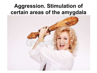 Aggression. Stimulation of
certain areas of the amygdala
 
