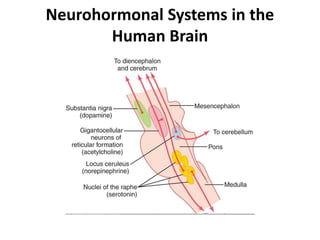 Neurohormonal Systems in the
Human Brain
 