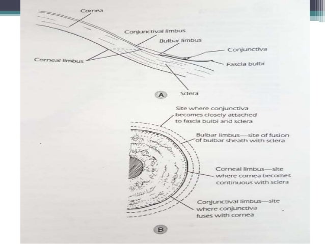 The Limbus