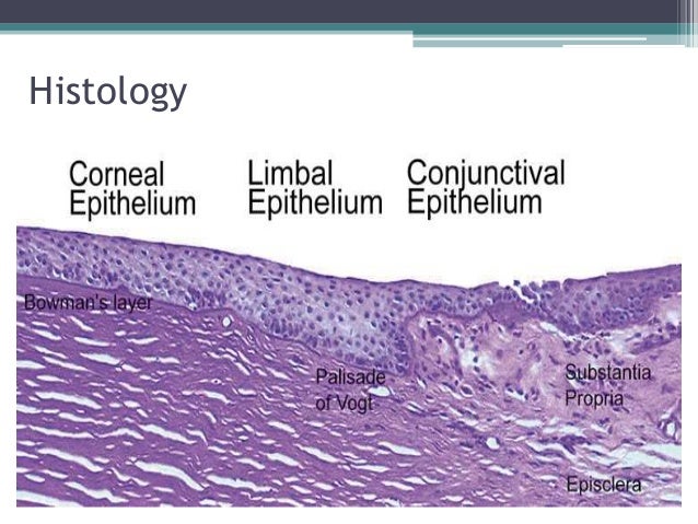The limbus lamellae diagram 