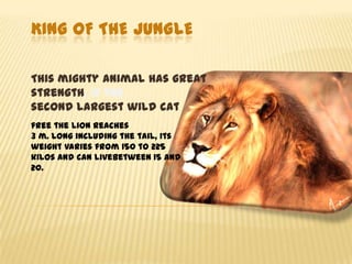 King of theJungle This mighty animal has great strength, is the second largest wild cat free the lion reaches 3 m. long including the tail, its weight varies from 150 to 225 kilos and can livebetween 15 and 20. 