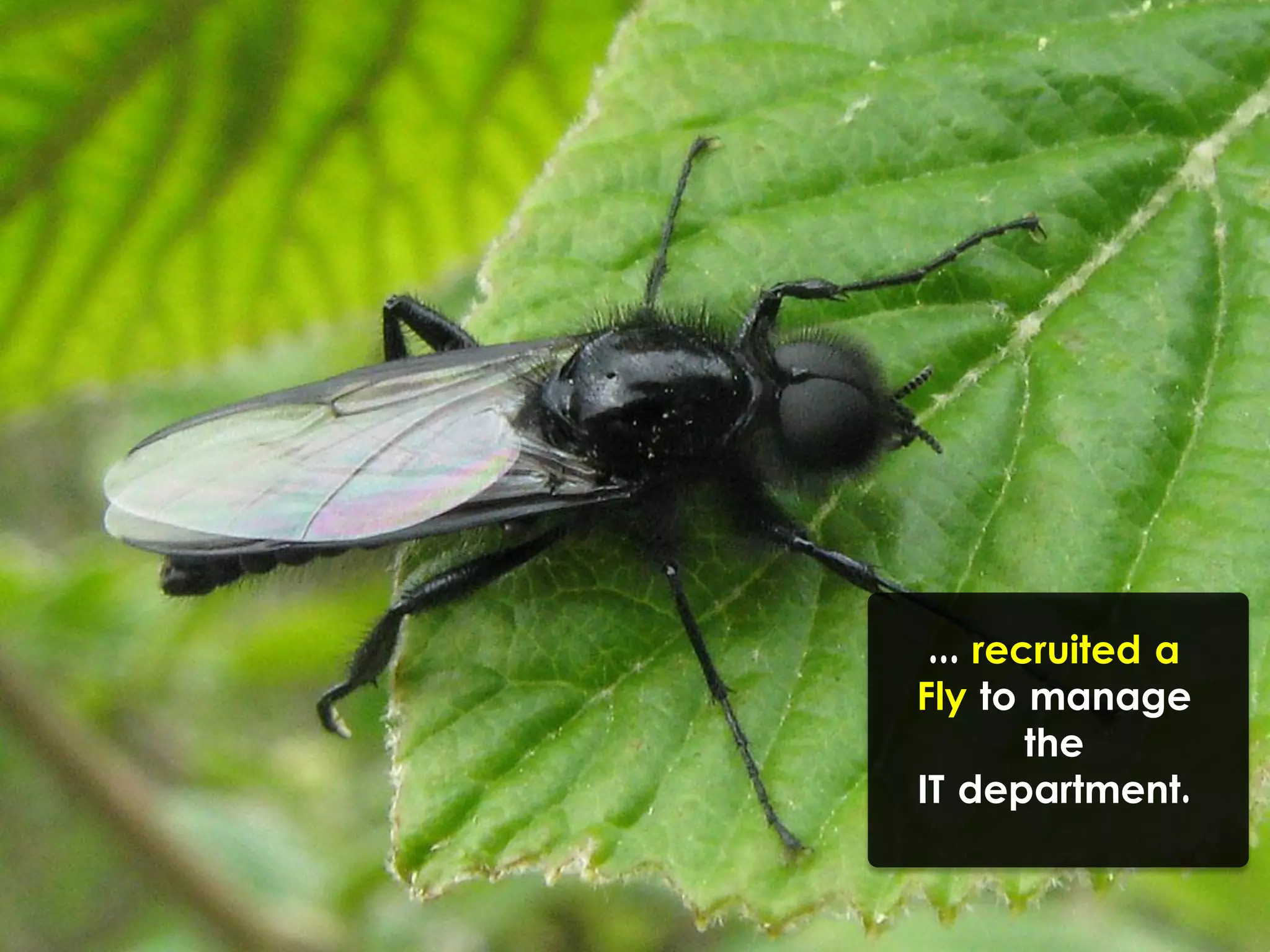 ... recruited a
Fly to manage
the
IT department.
 