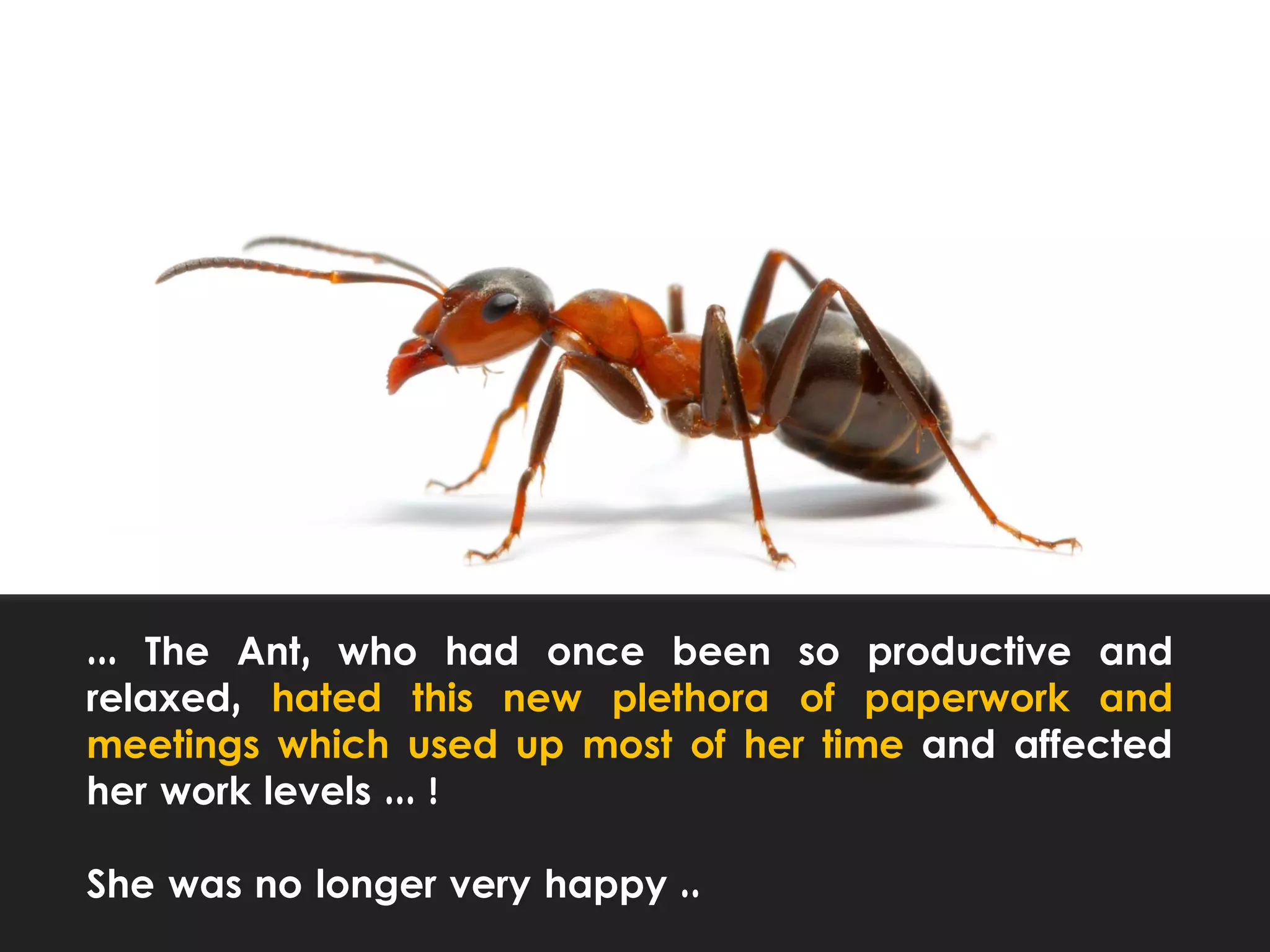 ... The Ant, who had once been so productive and
relaxed, hated this new plethora of paperwork and
meetings which used up most of her time and affected
her work levels ... !
She was no longer very happy ..
 