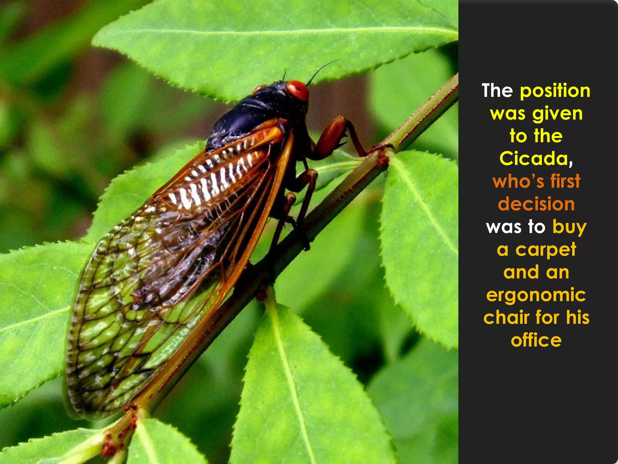 The position
was given
to the
Cicada,
who’s first
decision
was to buy
a carpet
and an
ergonomic
chair for his
office
 
